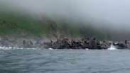Marine lions jump into the sea as they shake in Russia 