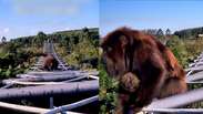 Animais utilizam passarela aérea para atravessar rodovia no Rio Grande do Sul