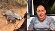 Cavalo estava vivo quando foi mutilado por homem no interior de SP, diz per&iacute;cia da Pol&iacute;cia Civil