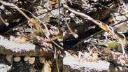 Guia flagra briga entre duas cobras em Bonito (MS)