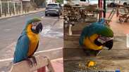 Arara-canindé surpreende casal ao participar de café da manhã em padaria de Rondonópolis (MT)