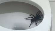 Mulher vai ao banheiro de madrugada e se depara com aranha gigante no vaso sanitário