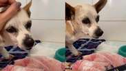 Puppy goes viral after being moved by his owner's voice during hospitalization: 