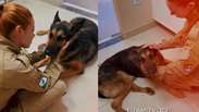 PM se emociona em despedida de c&atilde;o policial submetido &agrave; eutan&aacute;sia: 'Guerreiro de quatro patas'