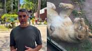 Veterinário destaca segurança de zoológico após ataque de leoa a homem que invadiu recinto