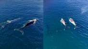 Três baleias-jubarte surpreendem pescadores ao aparecerem coladas à costa de Arraial do Cabo