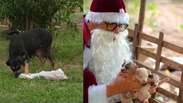 Papai Noel encontra cadela com seis filhotes e resgata todos no Natal