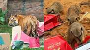 Zool&oacute;gico de SP organiza &lsquo;Natal&rsquo; para os animais
