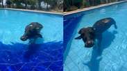 B&uacute;falo &eacute; flagrado entrando em piscina para se refrescar em dia quente