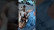 Cachorro foge de casa no interior de SP e &eacute; encontrado por tutor em bar: &acute;&Eacute; muito abuso' #shorts
