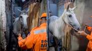 Cavalo fica preso em beco e &eacute; resgatado por bombeiros em Minas Gerais