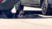 Cachorro &lsquo;descansa&rsquo; &agrave; sombra de carro ap&oacute;s acidente no Paran&aacute;