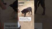 Cachorrinha conhecida por odiar gatos vira m&atilde;e adotiva de filhote felino #shorts