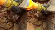 Filhote de gato &eacute; resgatado dos escombros onde fam&iacute;lia morreu soterrada ap&oacute;s deslizamento em MG