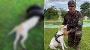 Sargento adota cadela ap&oacute;s salv&aacute;-la de ataque de sucuri em batalh&atilde;o no Par&aacute;