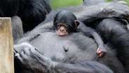 Beb&ecirc; chimpanz&eacute; vira o mais novo integrante do Zool&oacute;gico de SP, e nome ser&aacute; escolhido pelo p&uacute;blico