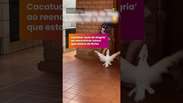 Cacatua 'pula de alegria' ao reencontrar tutora que estava de f&eacute;rias #shorts