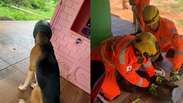 Cachorro &eacute; resgatado ap&oacute;s ficar com a cabe&ccedil;a presa em leiteira em MG