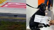 Cadelinha escapa de caixa e invade pista de decolagem do Aeroporto de Congonhas em S&atilde;o Paulo 