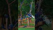 Fot&oacute;grafo faz lindo registro de '&aacute;rvore de araras-azuis' no Pantanal #shorts