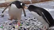 Pinguins usam pedrinhas pintadas por crian&ccedil;as hospitalizadas para cortejar seus parceiros