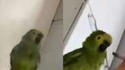 Mulher &eacute; presa por maus-tratos a animais ap&oacute;s v&iacute;deo com papagaio viralizar nas redes