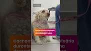 Cachorra ignora veterin&aacute;ria durante consulta e olha desconfiada para tutora #shorts