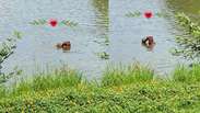 Capivaras s&atilde;o flagradas 'namorando' dentro de lago no Rio de Janeiro