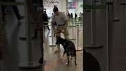 Cachorrinha que chegou filhote ao Aeroporto completa treinamento e integra equipe da PF #shorts