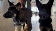 Cachorrinha que chegou filhote ao Aeroporto de Bras&iacute;lia completa treinamento e vira parte da equipe da PF