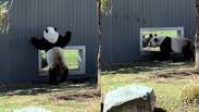 Pandas gigantes encantam internautas ao &lsquo;flertarem&rsquo; em zool&oacute;gico nos EUA