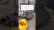 Foca de 32 anos viraliza ao demonstrar seu amor por patos de borracha #shorts rts