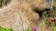 Samba, a capivara que fugiu do zool&oacute;gico e est&aacute; desaparecida no Reino Unido