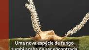 A nova esp&eacute;cie de 'fungo zumbi' descoberta em Minas Gerais