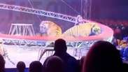 Tigre salta em dire&ccedil;&atilde;o &agrave; plateia durante apresenta&ccedil;&atilde;o de circo na R&uacute;ssia