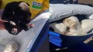 Filhotes de cachorro s&atilde;o salvos por coletores minutos antes de compacta&ccedil;&atilde;o em caminh&atilde;o de lixo em SP