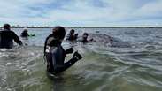 Baleia que estava encalhada na Alemanha &eacute; solta no mar ap&oacute;s resgate comovente