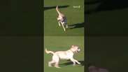 Cachorro invade campo durante partida na Argentina #shorts