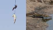 Entenda a hist&oacute;ria por tr&aacute;s da imagem do crocodilo i&ccedil;ado por helic&oacute;ptero na &Aacute;frica do Sul