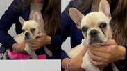 Cachorrinha que ingeriu pedras de crack recebe alta da UTI e ser&aacute; adotada por PM que fez o resgate