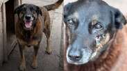 C&atilde;o Orelha: MP de SC diz que animal n&atilde;o morreu por agress&otilde;es e pede arquivamento do caso