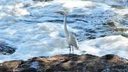 Rio Tiet&ecirc; &eacute; coberto por espuma t&oacute;xica em S&atilde;o Paulo