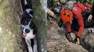 Cachorrinha &eacute; resgatada ap&oacute;s ficar 3 dias presa entre rochas no Esp&iacute;rito Santo