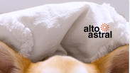 Como saber se o seu pet est&aacute; com frio: 5 sinais que voc&ecirc; pode estar ignorando