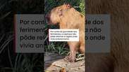 Capivara espancada por grupo de homens no RJ &eacute; devolvida &agrave; natureza ap&oacute;s dois meses de tratamento