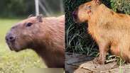 Capivara espancada por grupo de homens no RJ &eacute; devolvida &agrave; natureza ap&oacute;s dois meses de tratamento