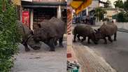 Rinocerontes brigam no meio da rua no Nepal e assustam turistas