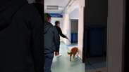 Jovem com tumor cerebral recebe visita do cachorro no hospital e emociona web #shorts