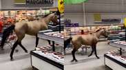 Cavalo &eacute; flagrado trotando em supermercado no Recife e viraliza