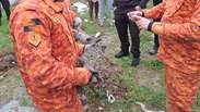 Pol&iacute;cia encontra criadouro de jacar&eacute;s em opera&ccedil;&atilde;o contra o tr&aacute;fico de drogas em Belford Roxo